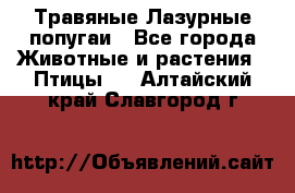 Травяные Лазурные попугаи - Все города Животные и растения » Птицы   . Алтайский край,Славгород г.